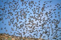 Starenschwarm ueber Deponie