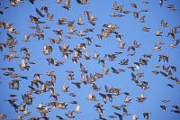 Starenschwarm v bl Himmel