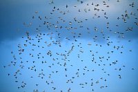 Staren Schwarm am Himmel