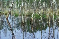 Moor Wasser Birken