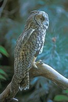 Waldohreule auf Kiefernast