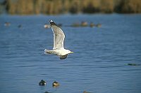 Weisskopfmoewe ue Gewaesser