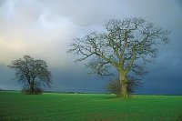 Gewitterhimmel Eichen