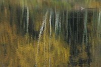 Birken Spiegelung Vogel