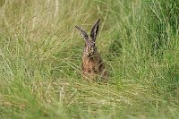 Feldhase im Gras sitzend