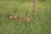 Feldhase laufend gestreckt