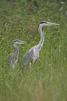 Graureiher Jungvogel Altvog