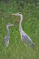 Graureiher jung u alt gegen