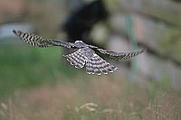 Sperber fliegend von hinten