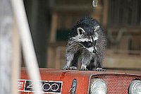 Waschbaer auf Trecker