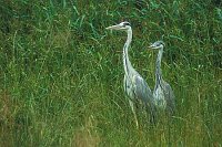 Graureiher junger u alter