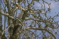 Kormoran-Kolonie Detail