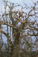 Kormoran Kolonie Baum