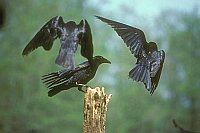 Rabenkraehen 3Ex 2fliegend