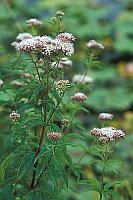 Wasserdost ganze Pflanze