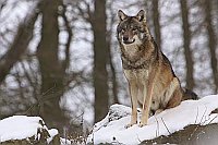 Wolf sitzend im Schnee