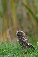 Steinkauz im Gras
