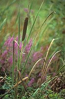 Rohrkolben einzelner