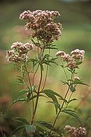 Wasserdost Meerbruchwiesen