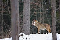 Wolf im Wald stehend