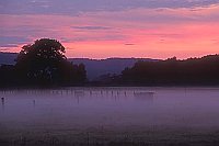 Bodennebel Abendrot Kuehe