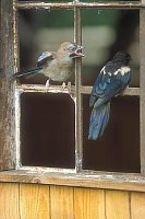 Eichelhaeher Elster Fenster