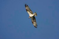Fischadler im Flug v bl Him