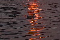 Rote Spiegelung mit Enten