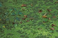 Wasserlinse Blaetter gruen