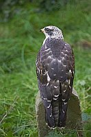 Wespenbussard heller Stein