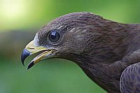 Wespenbussard Kopfportrait