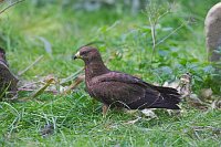Wespenbussard Wiese Seite