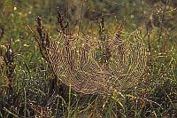 Kreuzspinne im Netz Tautropfen