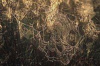 Vergaenglich Spinnennetze