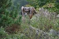 Uhu Flug angewinkelte Fluegel