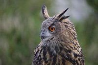 Uhu Kopfportrait Federohren