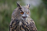 Uhu Kopfportrait rufend