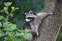 Waschbaer an Erlenstamm