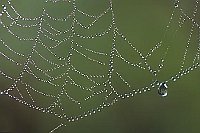 Spinnennetz Detail Tropfen