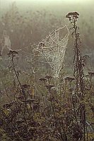 Spinnennetz Morgennebel Tau
