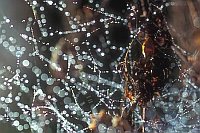 Tautropfen Netz Blatt