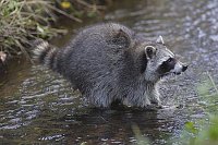 Waschbaer im Bach tastend