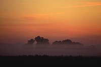 Baeume im Morgennebel orang