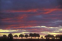 Baumreihe Himmel dramatisch