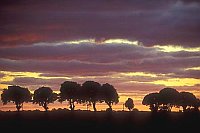 Baumreihe Sonnenuntergang