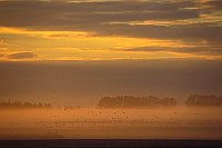 Bodennebel ueber Wiese Voeg