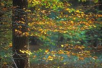 Buchenast mit Herbstlaub