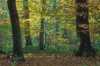 Buchenwald bei Muellingen