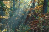 Herbstwald Sonnenstrahlen