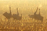 Kraniche rufend Atem De